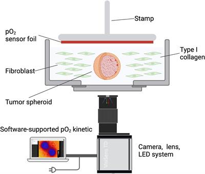 Quantification of oxygen consumption in head and neck cancer using fluorescent sensor foil technology